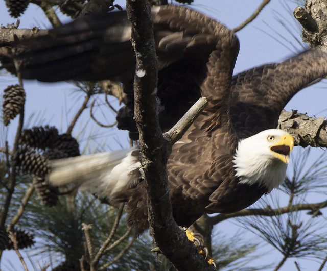 Bald eagle -  Yorktown  -  Virginia