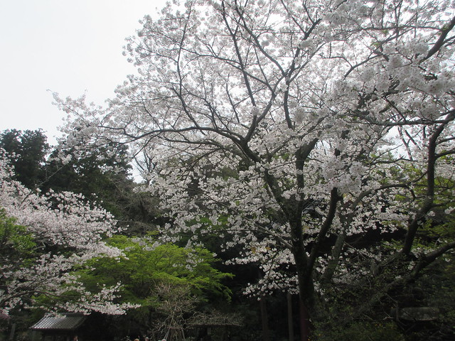 02-1） （写真なしの）向かって、 ’ 二天門 ’ 左方の桜。　＿ 24.04.07F 鎌倉「妙本寺」 桜と海棠が同時に見頃の頃