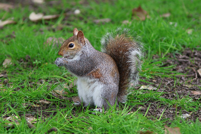 Grey Squirrel, Victoria Park, Portsmouth, March 26th 2024
