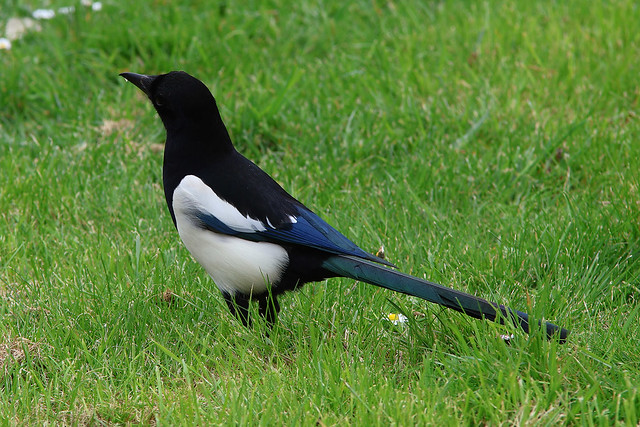 Magpie, Victoria Park, Portsmouth, March 26th 2024