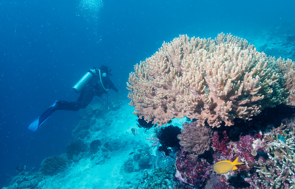 Menjangan Island Diving