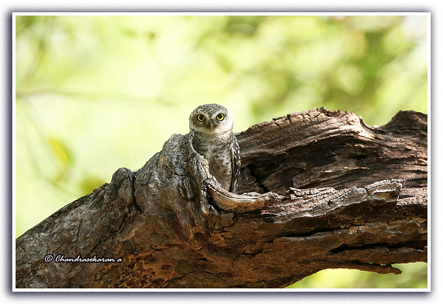 12803 - spotted owlet