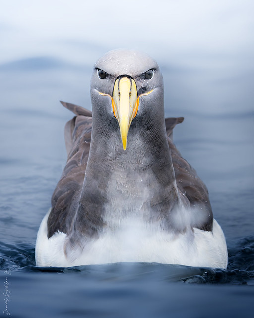 Albatros de Chatham. Chatham Island Albatross. Thalassarche eremita