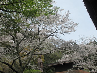 *24.04.07F 鎌倉「妙本寺」 桜と海棠が同時に見頃の頃