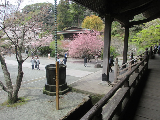 05-1） 祖師堂の前面廊下から、振り返って右方。　＿ 24.04.07F 鎌倉「妙本寺」 桜と海棠が同時に見頃の頃