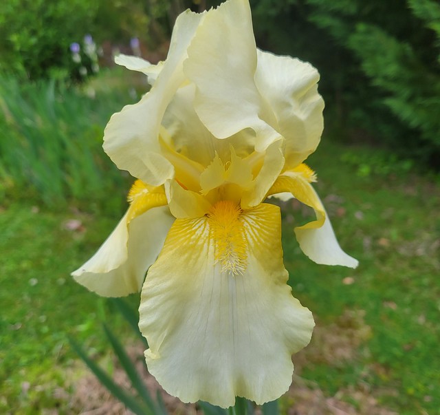 First iris bloom