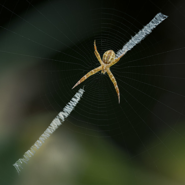 St Andrews Cross Spider (Argiope keyserlingi)