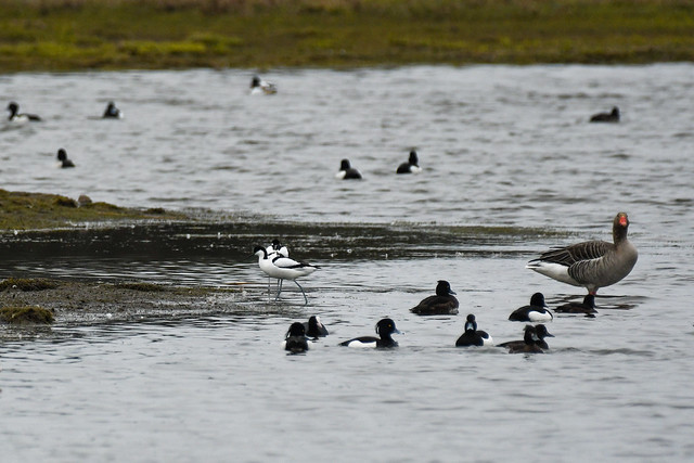 Klyde, Pied avocet, Säbelschnäbler, Skärfläcka (Recurvirostra avosetta)-5881