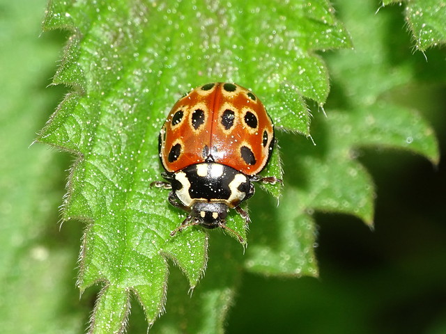 Eyed Ladybug - Augenmarienkäfer