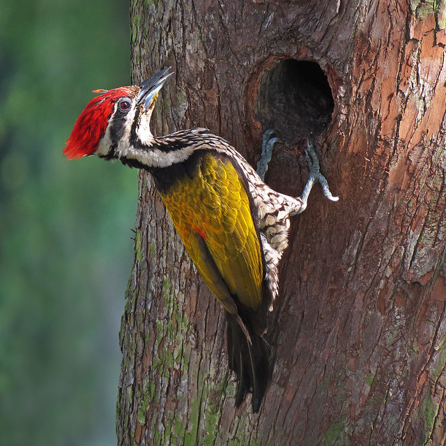 Common Flameback Woodpecker - male