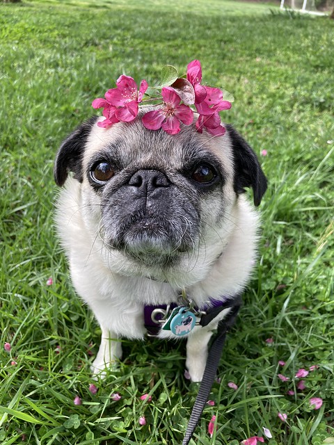 pug with crabapple flowers