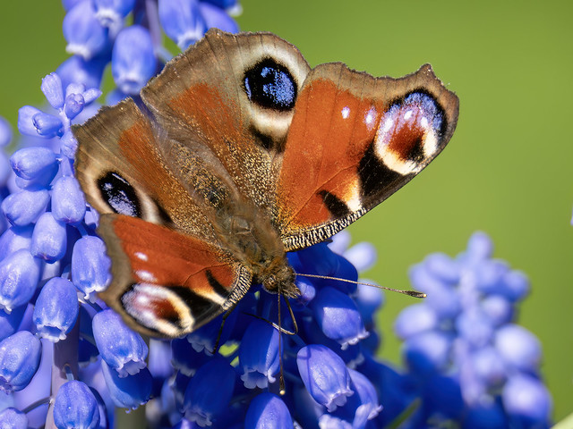 Dagpauwoog-Peacock Butterfly (Aglais io)