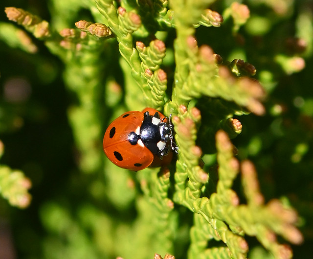 Syvplettet Mariehøne, Seven-spot ladybird, Siebenpunkt-Marienkäfer, Sjuprickig nyckelpiga- (Coccinella,  septempunctata)-0127