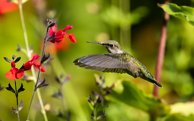_31A6040    Ruby-throated Hummingbird, Canada.