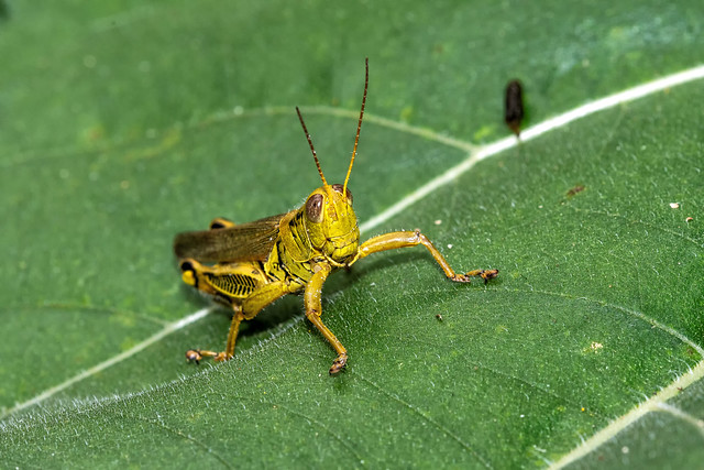 2021 Differential Grasshopper (Melanoplus differentialis) 9
