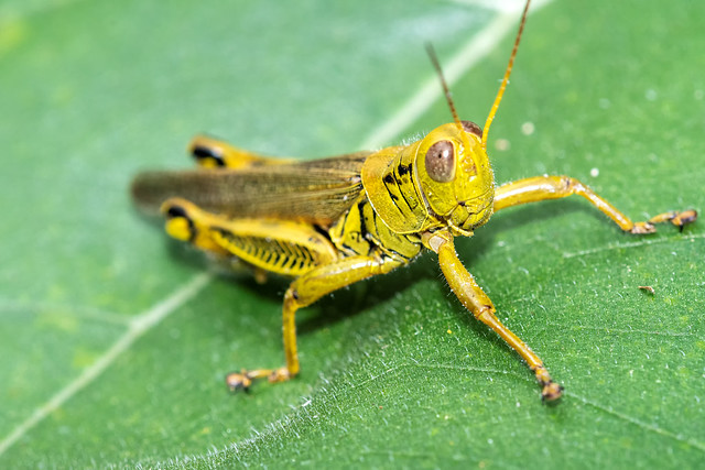 2021 Differential Grasshopper (Melanoplus differentialis) 7