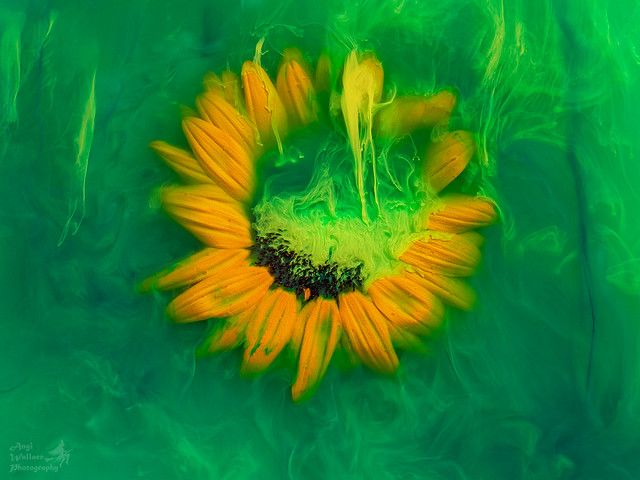 Submerged flowers - Sunflower