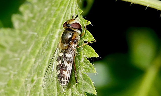 Migrant Hoverfly (Eupeodes corollae) ©
