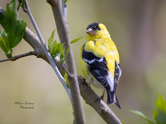 American Goldfinch-
