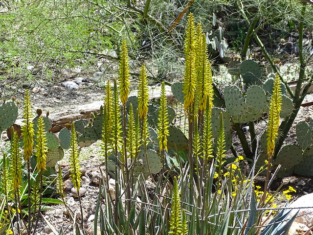 20240409 The yellow time of year, with brittle bush and, a humming bird favorite, aloe vera flowers, in blume.