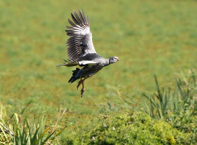 The Southern Screamer.
