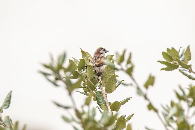 Gorrión común (Passer domesticus). House sparrow.
