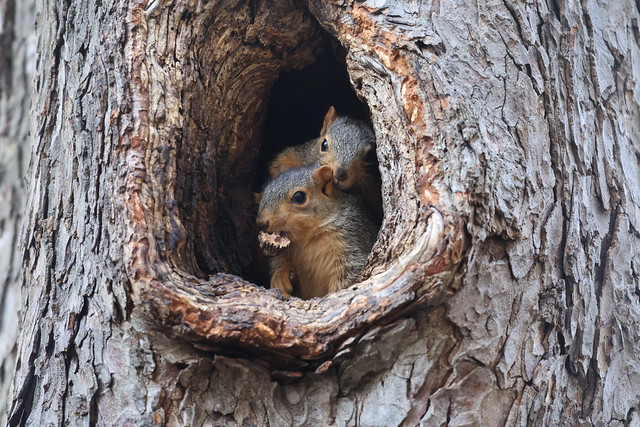 Fox Squirrels in Ann Arbor at the University of Michigan on April 9th, 2024 - 100/2023  303/P365Year16  5781/P365all-time – (April 9, 2024)