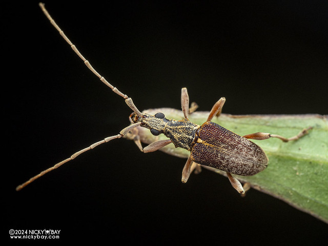 Longhorn beetle (Capnolymma capreola) - P3114361