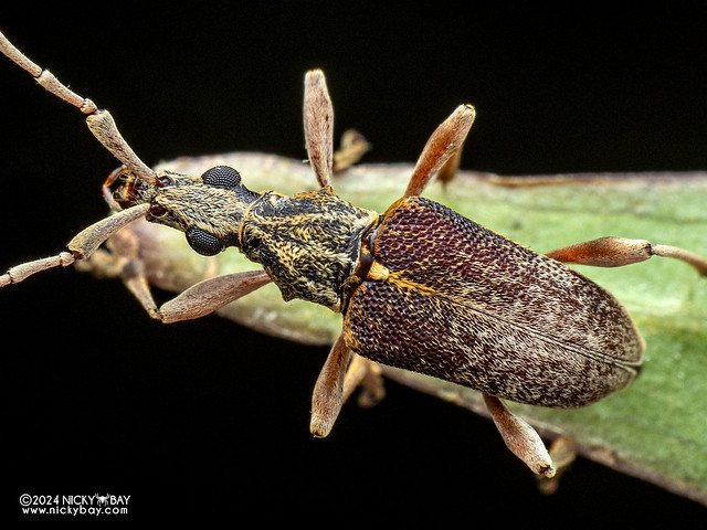 Longhorn beetle (Capnolymma capreola) - P3114362