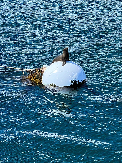 Seal on the Buoy in San Diego Bay in California