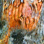 Innards (a tree bark abstract) An abstract created from a photo of tree bark