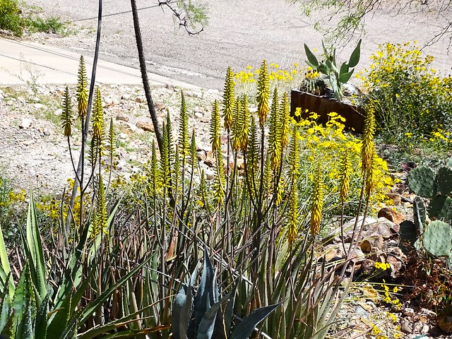 20240409 The yellow time of year, with brittle bush and, a humming bird favorite, aloe vera flowers, in blume.