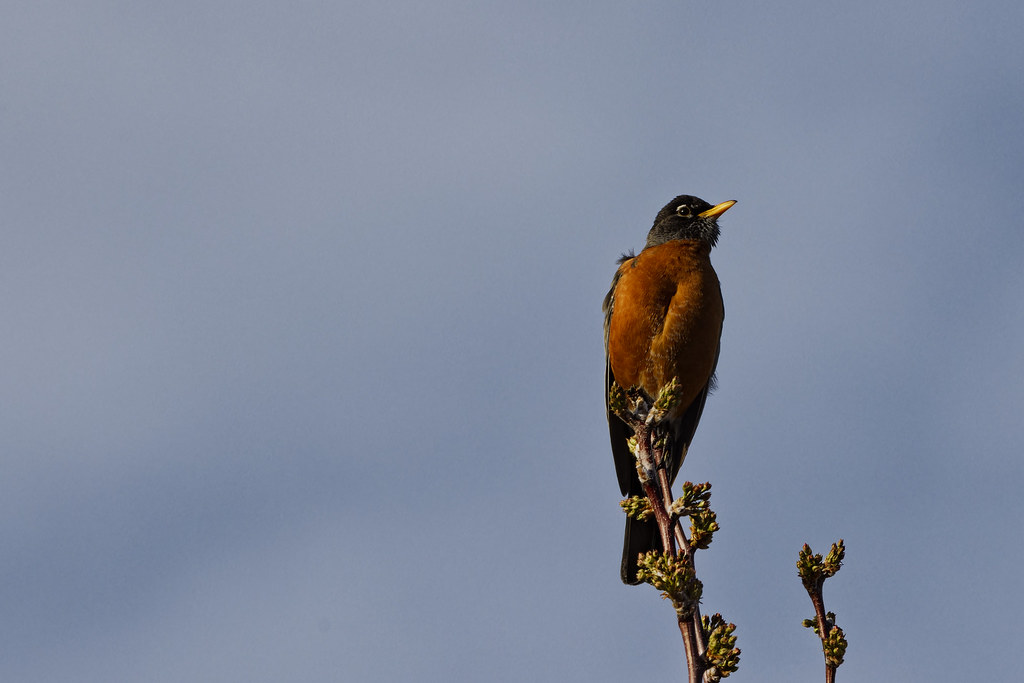 American Robin up top on tree
