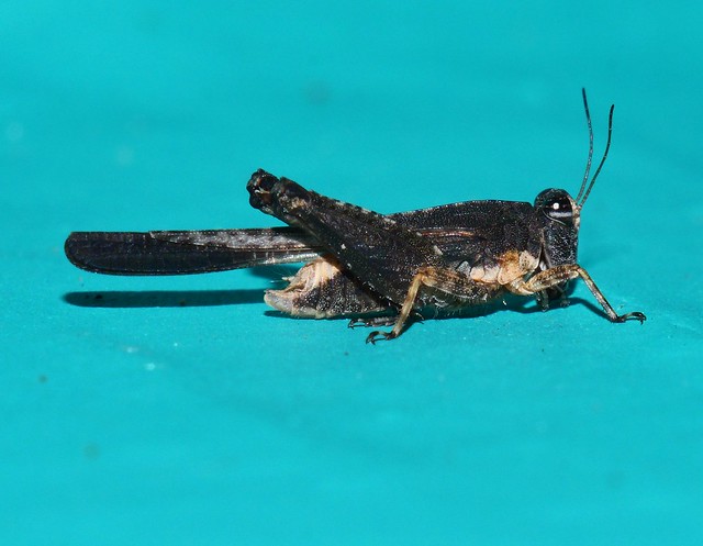 Long wing speckled Pigmy grasshopper Paratettix sp Tetrigidae Mandalay rainforest Airlie Beach P1033078