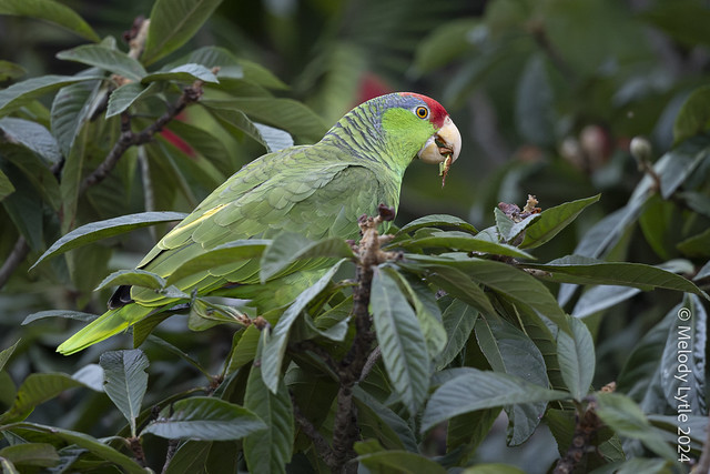 Red-crowned Parrot
