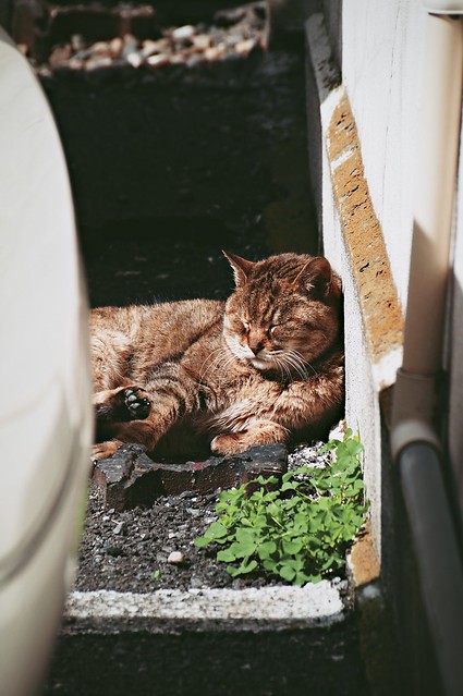Herbivorous Cat - rest