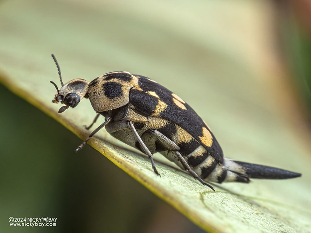 Tumbling flower beetle (Hoshihananomia sp.) - P3114708