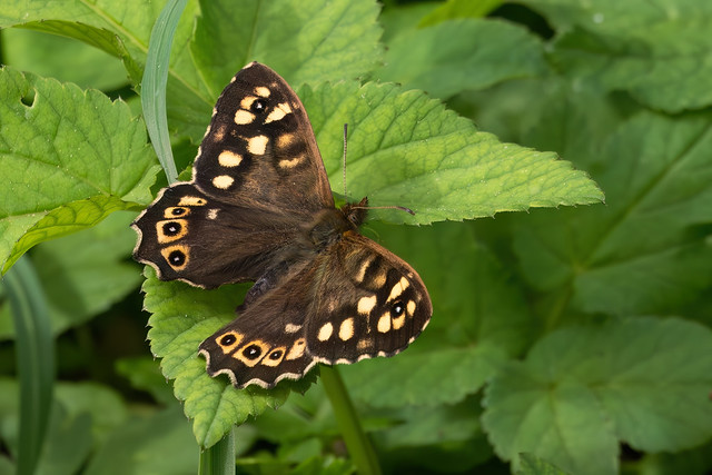 Waldbrettspiel (Pararge aegeria)