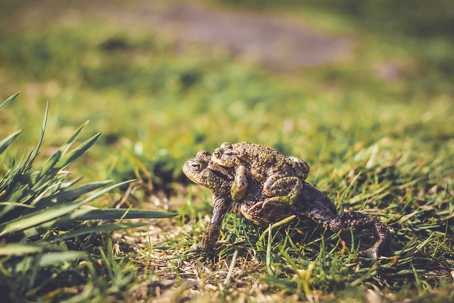 Krötenwanderung (Toad migration)