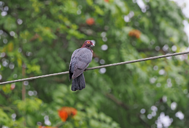 Scaly-naped Pigeon (Puerto Rico, USA)