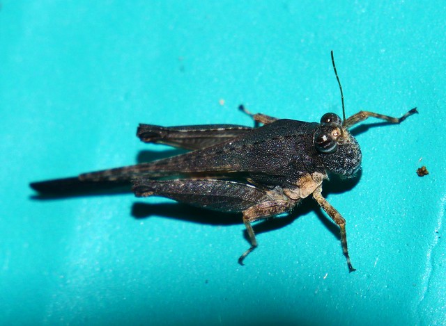 Long wing speckled Pigmy grasshopper Paratettix sp Tetrigidae Mandalay rainforest Airlie Beach P1033084