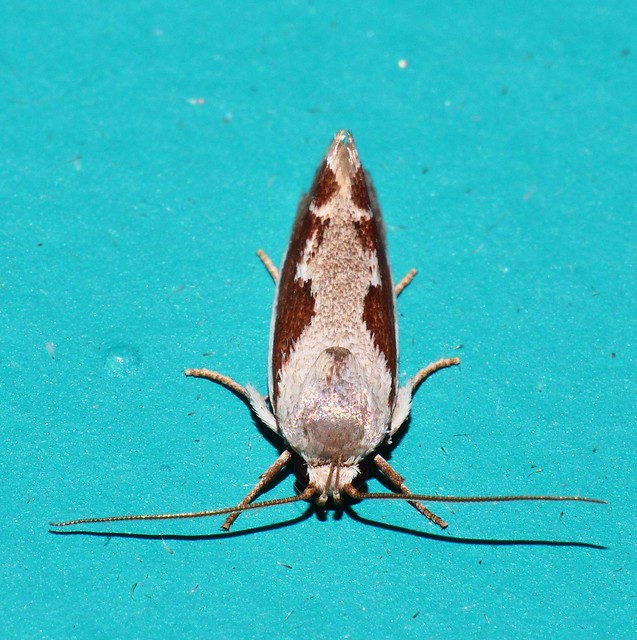 Goat horned moth Lichenaula sp aff undulatella Xyloryctidae Gelechioidea Mandalay rainforest Airlie Beach P1022996