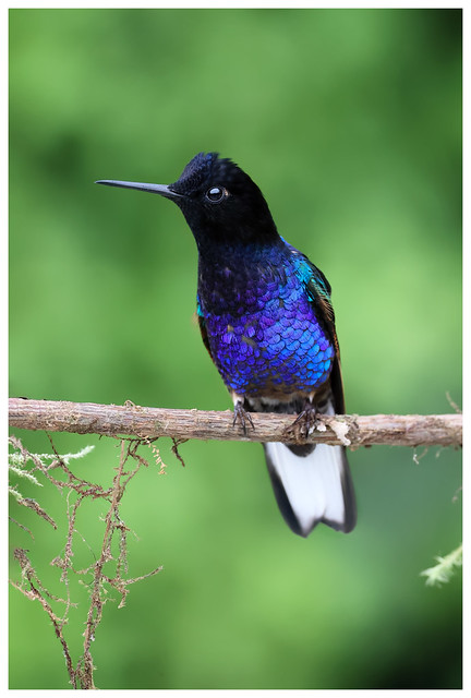 Velvet-Purple Coronet, Pichincha Province, Ecuador