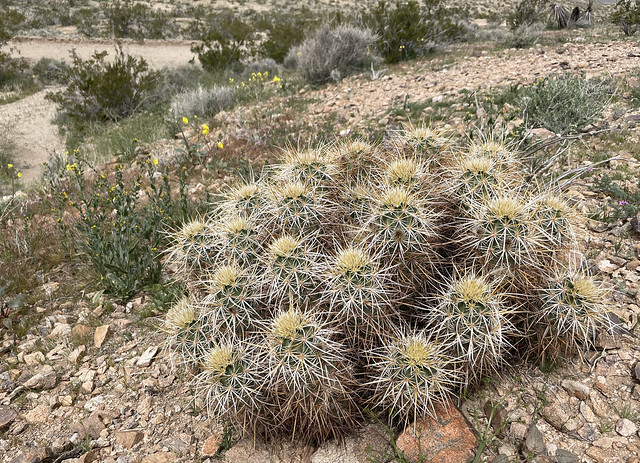 California Hedgehog Cactus (Echinocereus engelmannii)