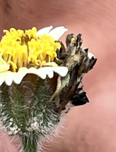 Phymata fasciata (Gray, 1832) Reduviidae