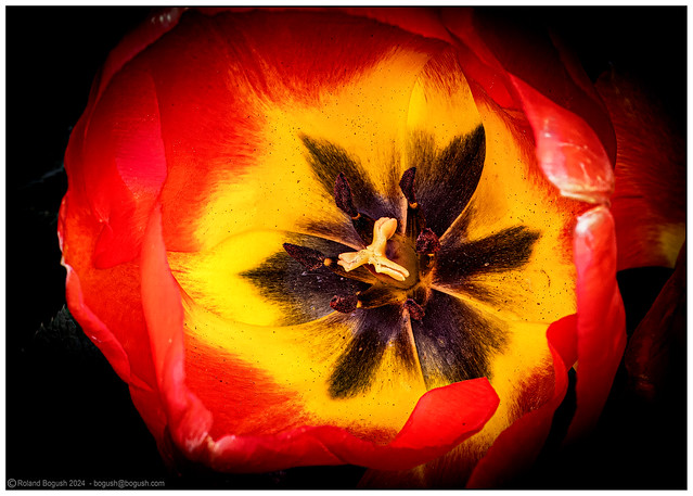 Burning bright - Tulip heart