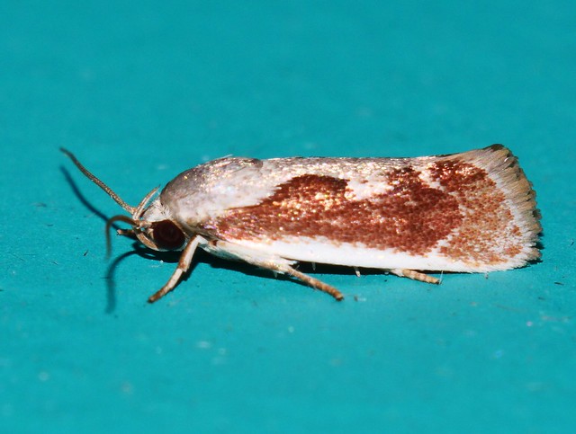 Goat horned moth Lichenaula sp aff undulatella Xyloryctidae Gelechioidea Mandalay rainforest Airlie Beach P1022987