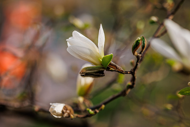 Magnolija / Magnolia