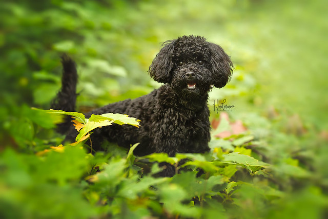 Toy poodle in autumn contact info@hondermooi.be for licensing info
