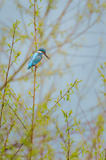 Kingfisher, watching and waiting